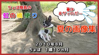 ちょぼ隊長の虹の橋便り【フレンチブルドッグ】夏の画像集♪