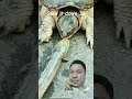 this turtle is as fast as lightning ⚡ viralvideo trending