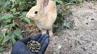 【神回】赤ちゃんうさぎにそっぽ向かれたｗ 警戒心が激強！