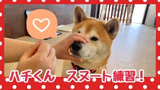 【犬の幼稚園】紫竹山店🎵ハチくん　スヌート練習🎵