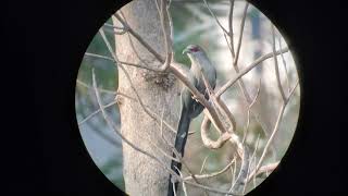 นกแซงแซวหางบ่วงใหญ่และนกบั้งรอกใหญ่ Greater Racket-tailed Drongo and Green-billed Malkoha