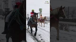 雪の馬道を歩くばん馬 #競馬 #ばんえい競馬 #地方競馬