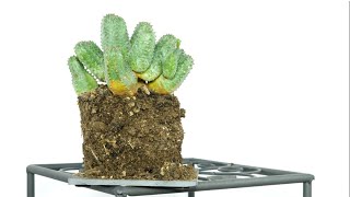 Euphorbia globosa × obesa (plant care)