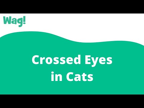 How can you tell if a cat is cross-eyed?