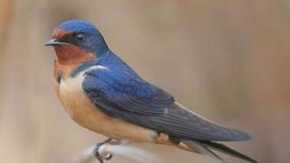 Interesting Barn swallow Facts