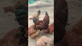 ਦੇਸੀ ਮੁਰਗੀ 🐔🐔🐔🐔🐔