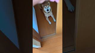 柴犬福 開けたらいた柴犬🥹Why here!🤣#shorts #tiktok #shibainu #柴犬 #funny #댕댕이 #mostfunny #かわいい犬 #perro #시바견