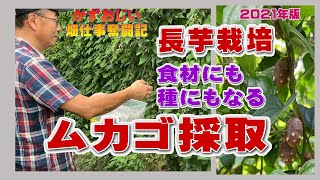 長芋のムカゴの採取～９月の作業：2021年版（長芋栽培）農作業に挑戦中！私の野菜栽培記録