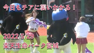 つば九郎、今日も楽天のチアに襲いかかる 2022/5/29