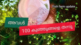 100 guppy fries|ഗപ്പി കുഞ്ഞുങ്ങൾ| in a day | fish farm updates |ENGLISH sub