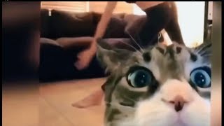 TINGKAH ANEH KUCING INI BIKIN ANDA TERTAWA