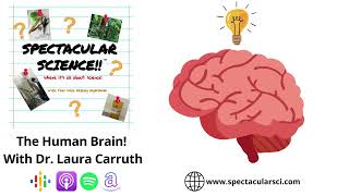 The Human Brain! With Dr. Laura Carruth - Spectacular Science Ep. 92