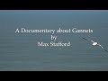 gannets a wildlife documentary by max stafford