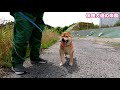 【元噛む柴犬】ねねちゃん三重県へ卒業して行きました❗️