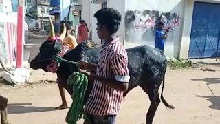 அரளிக்கோட்டை கோவில் காளைகள் மார்கழி மஞ்சுவிரட்டில்