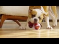 pebby the most advanced smart ball play anytime anywhere.