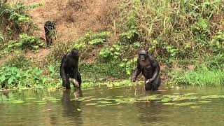 Feeding Time at Lola Ya Bonobo