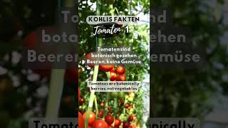 Kohlis Fakten über Tomaten - #001 - Tomatenwissen für Genießer!