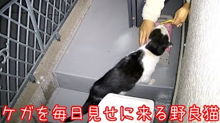 ケガをしてから毎日経過を見せに来る野良猫