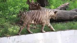 Delhi Zoo: The inside story