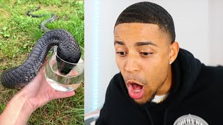 The Scariest Animal Encounters You'll Ever See! 😱 REACTION!