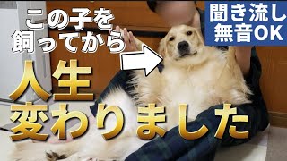 ゴールデンレトリバーを飼って心から良かったと思うこと【3選】