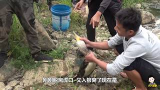 丫頭家的魚鷹捉魚好生猛，能吞下1斤多的魚，小六搞野不是它對手