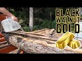 Black Walnut Brilliance: Milling Gold with the Wood-Mizer LX25