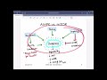 integrative metabolism mtor rapamycin autophagy and fasting