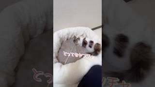 【子猫】お迎え初日 #shorts #ノルウエージャンフォレストキャット #kitten