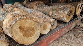 Sawing crooked, nasty poplar #108