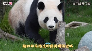 看大熊猫樱浜巡场，美丽动人的小樱