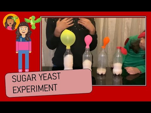 Sugar Yeast Experiment Junior Science Experiments Youtube