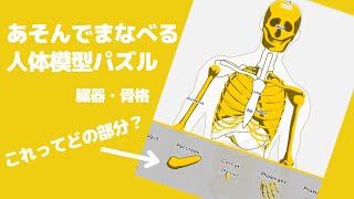 「あそんでまなべる人体模型パズル　〜臓器と骨格〜」　教育系ゲームプレイ