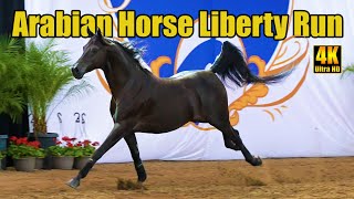 Arabian Horses Running Free at Arabian National Breeder Finals