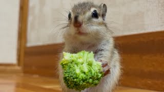 シマリスにブロッコリーをあげたら…If you give broccoli to chipmunk