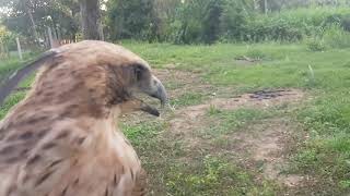 Mountain hawk eagle - hunt training