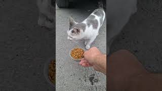 Çok nankör gördüm #cumartesi #kedi #catsvideo #asmr #katze #dua #destek #keşfet #merhamet