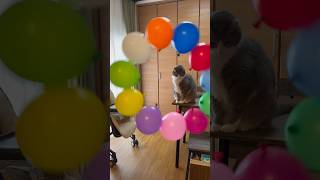 空中で回転し続ける風船を猫に見せてみた~ balloon cat~