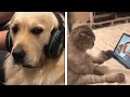 Cats 🐱 and Dogs 🐶 reaction when they use computer and phones -pets 2020