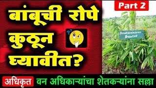 बांबूची रोपे कुठून घ्यावीत | Where Do Bamboo Seeds Get | अमरावती शासकीय रोपवाटिका | Shivar News 24