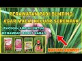 Penyemprotan Padi Saat Bunting | Untuk Menambah Bobot Padi dan Malai Keluar Serempak