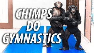 Chimps Do Gymnastics | Myrtle Beach Safari