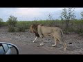 lion charges car in kruger