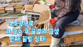 #Bee#양봉교육 소초광으로 과 증소 후 꿀벌의 습성과 현재의 상태