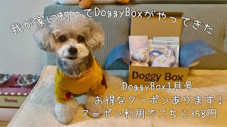 【DoggyBox1月号】はじめてのDoggyBoxを食べて遊んでみた❣️お得なクーポンあります！