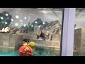 白すぎてびっくり！ニフレルのホワイトタイガー hd white tiger expocity nifrel osaka japan