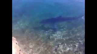 SHARK - GREECE - KORINTHIAKOS BAY -ΚΑΡΧΑΡΙΑΣ- ΨΑΘΑ