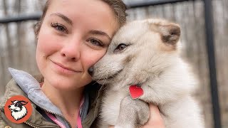 Blind Arctic Fox Was Thrown Away Like Trash — Now He Sleeps On His Rescuer’s Head
