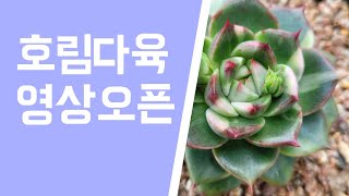 23년 1월 10일(6번마리아금 판매완료)